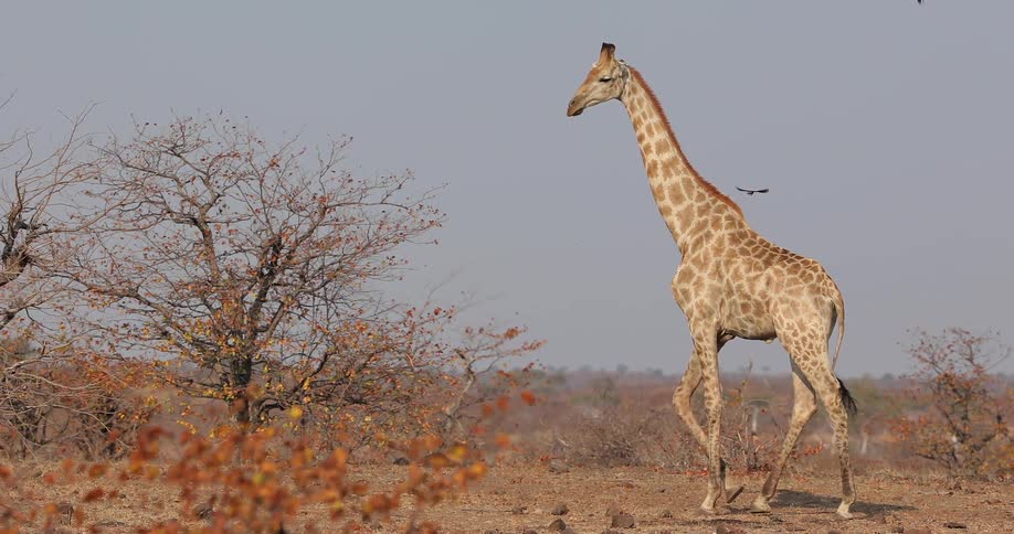 A giraffe walking around