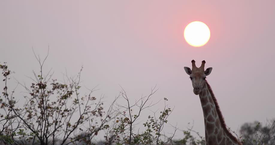 A giraffe eating leaves under the sun