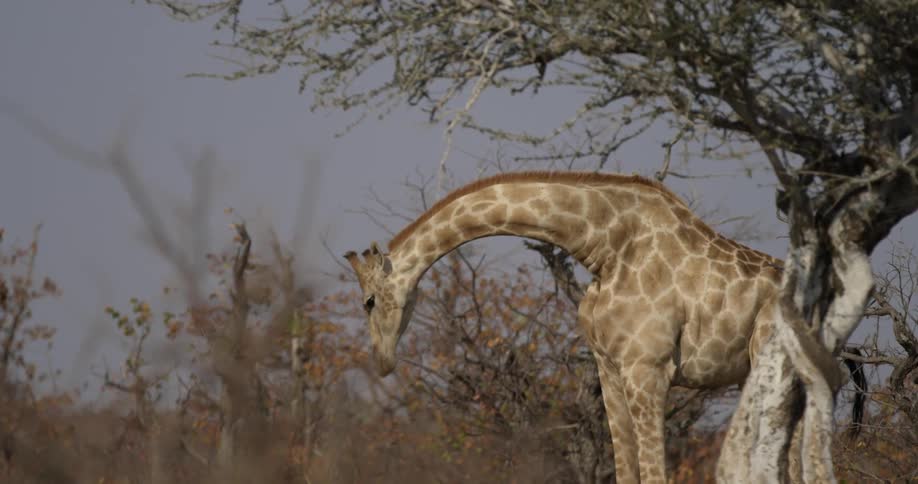 A giraffe moving it head around