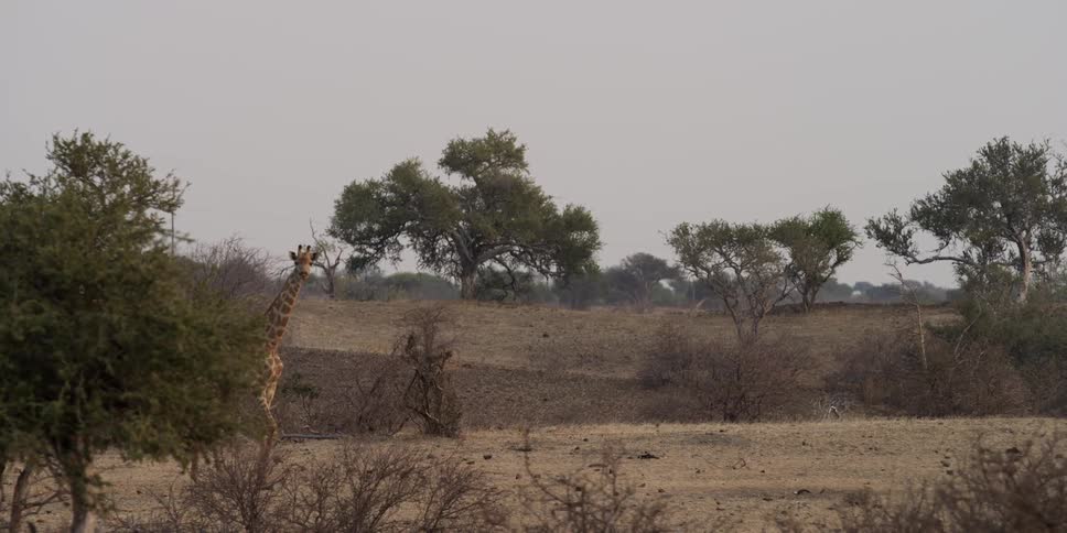 Giraffe comes out from behind a tree during the day