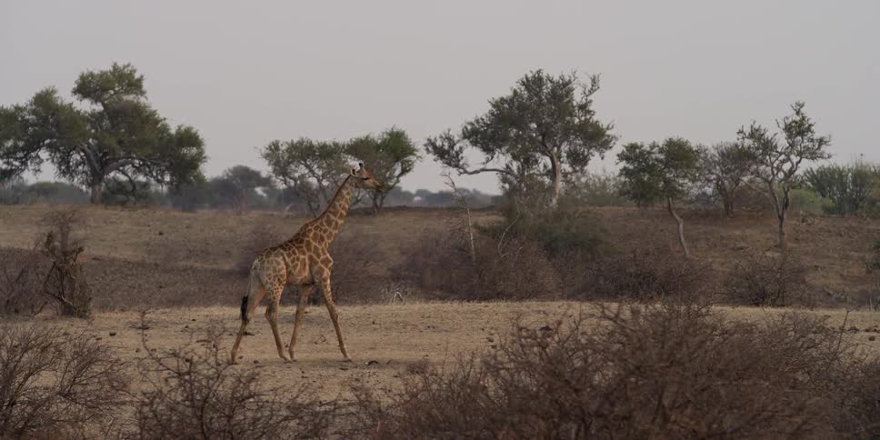 A giraffe walking in the daytime