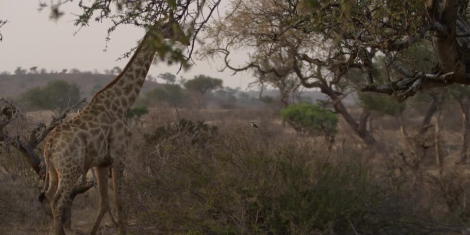 A giraffe running