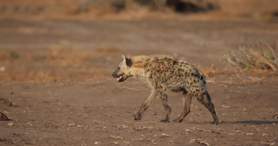 A hyena walks across a barren field