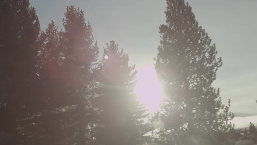 Sunlight shining through pine trees and a glimpse of snow-capped mountains