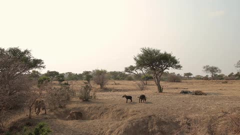 Hyenas walking on a plain