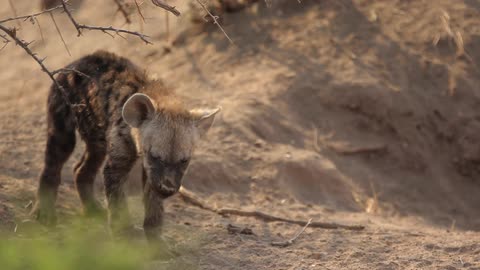 A hyena pup chewing on a piece of branch before turning around and walking away