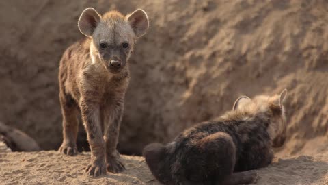 Baby hyenas stand and lie down around the den