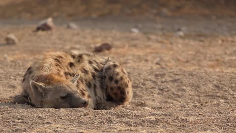 A resting hyena has its fur blown by the wind