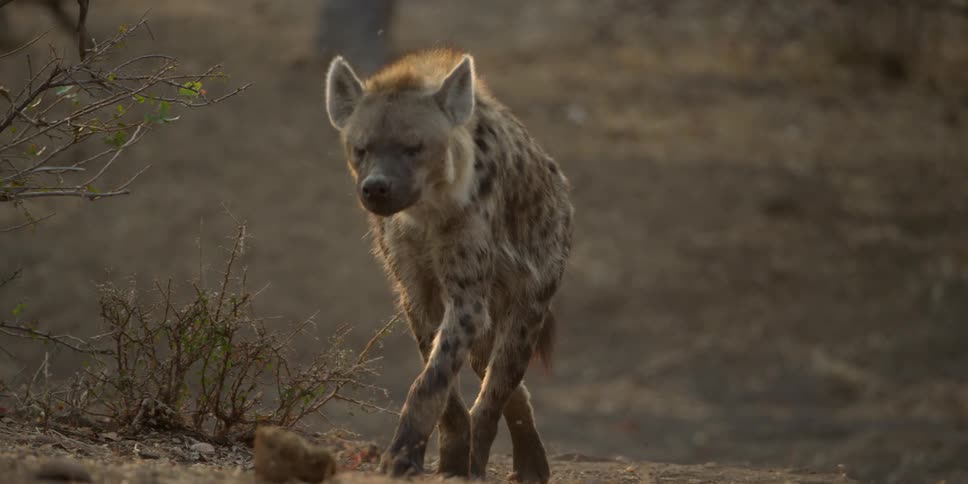 Spotted hyena walking