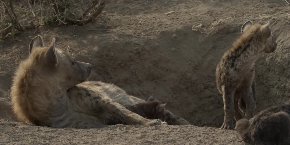 Hyenas resting in the dirt