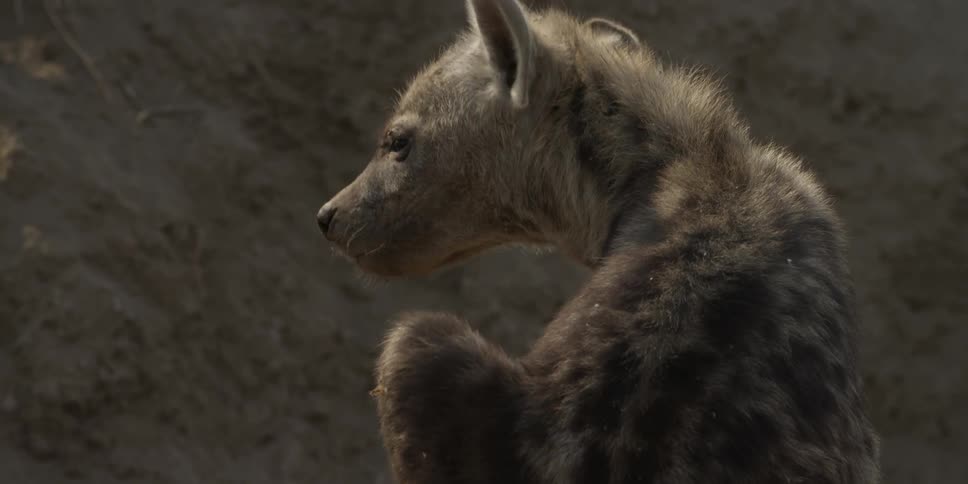 A hyena scratching his neck