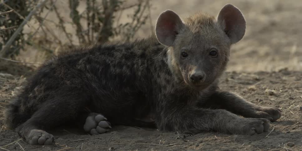 A hyena in the shade