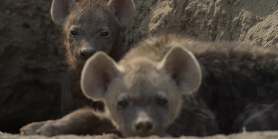 A pair of wild dogs