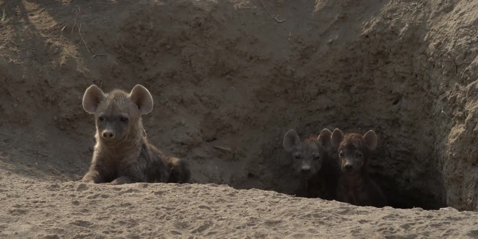 Hyenas relaxing in the shade
