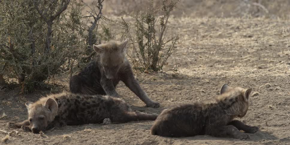 Hyenas laying in the dirt
