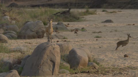 An antelope standing on a boulder as a smaller antelope runs behind it and across a dirt field before stopping and looking towards the camera