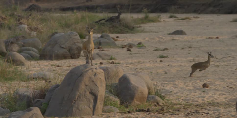 An antelope standing on a boulder as a smaller antelope runs behind it and across a dirt field before stopping and looking towards the camera
