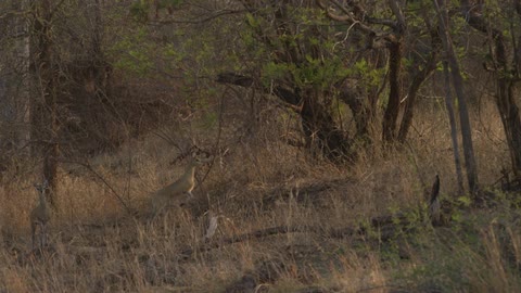 Animals hop through a wooded hillside