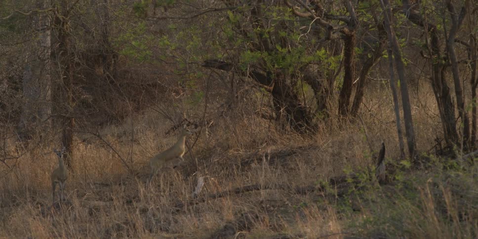 Animals hop through a wooded hillside