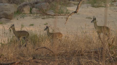 Three antelopes standing in tall grass
