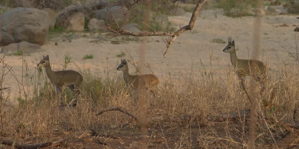 Three antelopes standing in tall grass