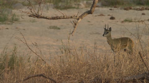 Antelope stands in grass