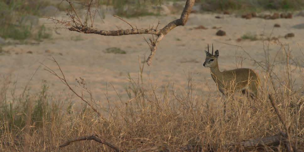 Antelope stands in grass