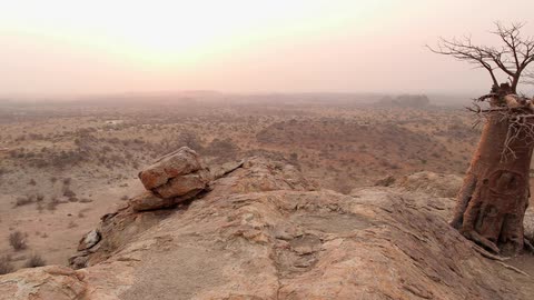 Large stretch of barren land and one scraggly tree