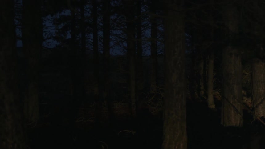 Headlights shining across pine trees at night