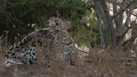 A leopard scratches its ear with its hind leg