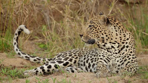 A leopard lays in the grass and twitches its tail