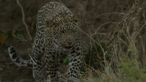 Leopard Walking