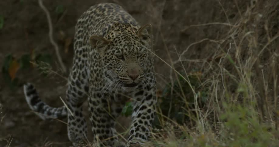 Leopard Walking