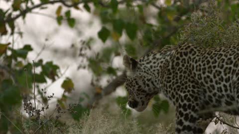 The leopard walks slowly