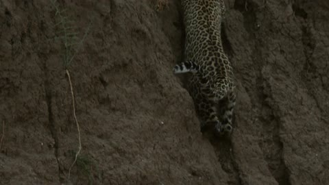 Leopard climbing hill