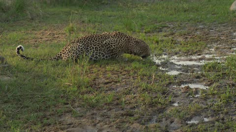 A leopard drinks water from a puddle