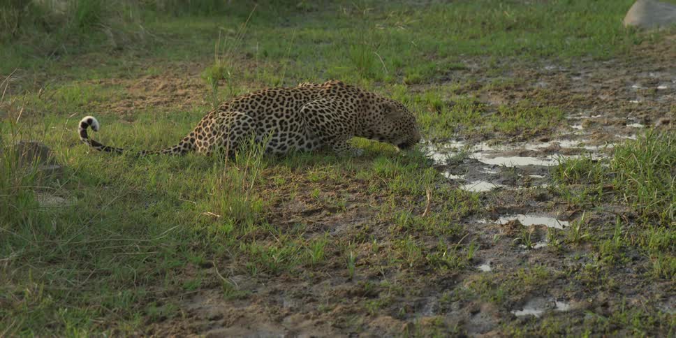 A leopard drinks water from a puddle