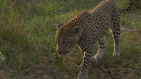 Leopard walks over the grassy area