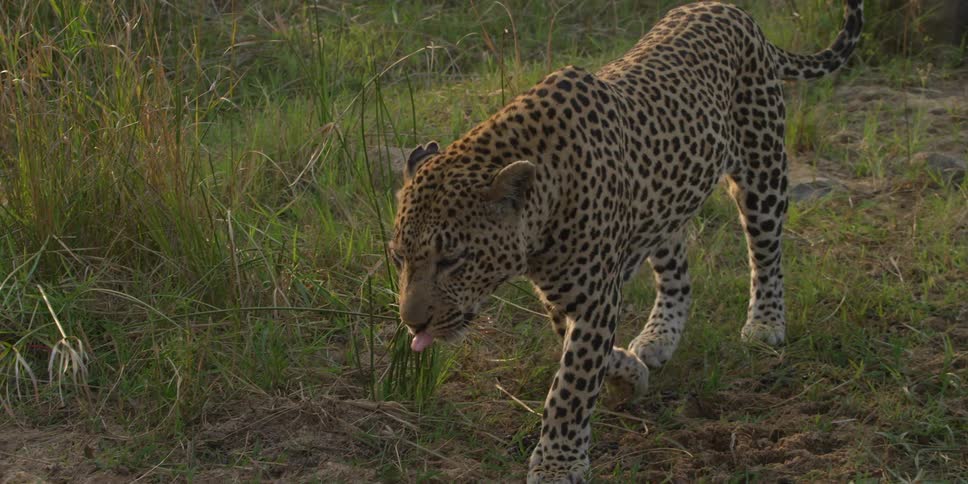Leopard walks over the grassy area