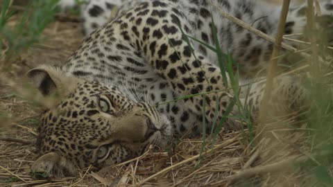 A small leopard cub