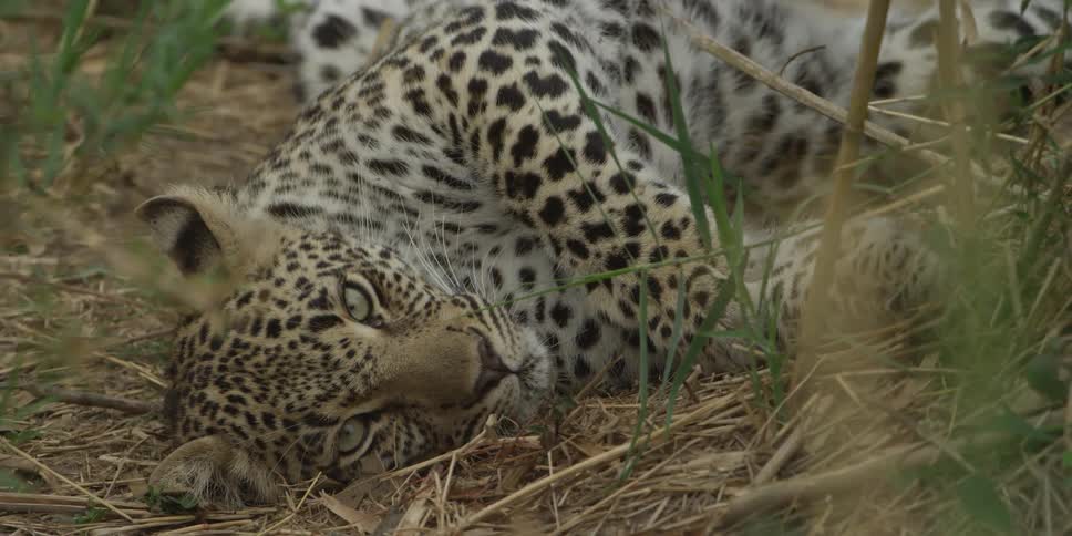A small leopard cub