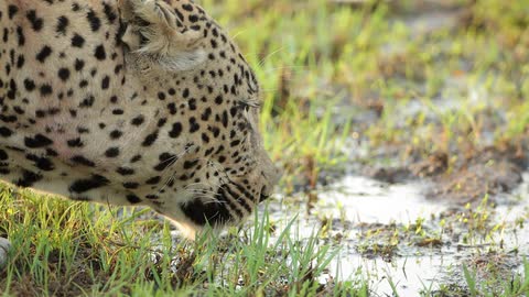 Leopard taking a drink from a puddle