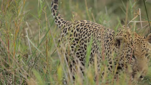 A leopard walks through tall grass