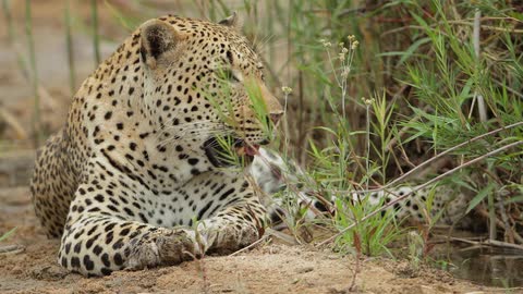 A cub sitting enjoying the sun