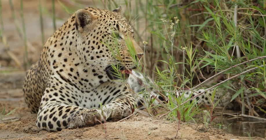 A cub sitting enjoying the sun