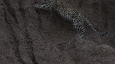 A leopard leaps up a dirt slope to be next to another leopard