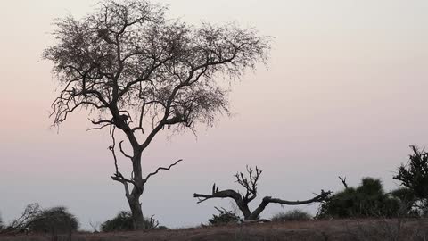 Large cat perched in a tree on an open plain
