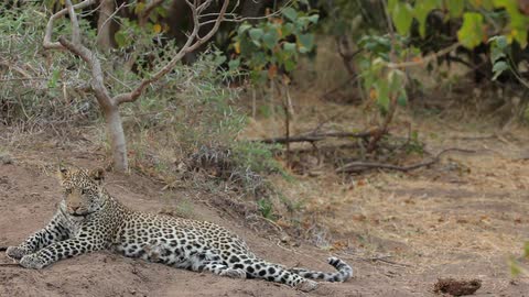 A cub sitting enjoying the sun
