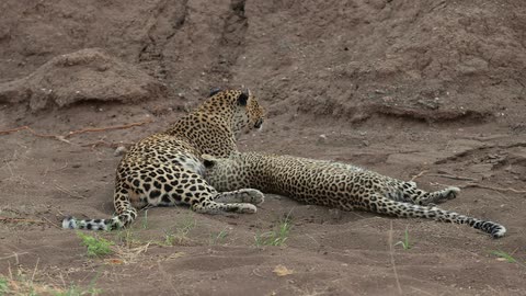 A couple of wild cats clean each other