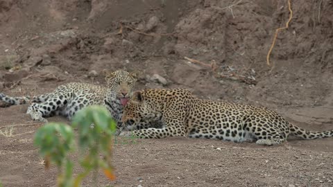 Leopards rubbing their heads against each other